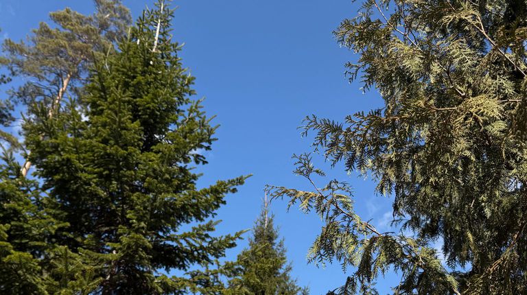 У каждого дерева может быть новый дом