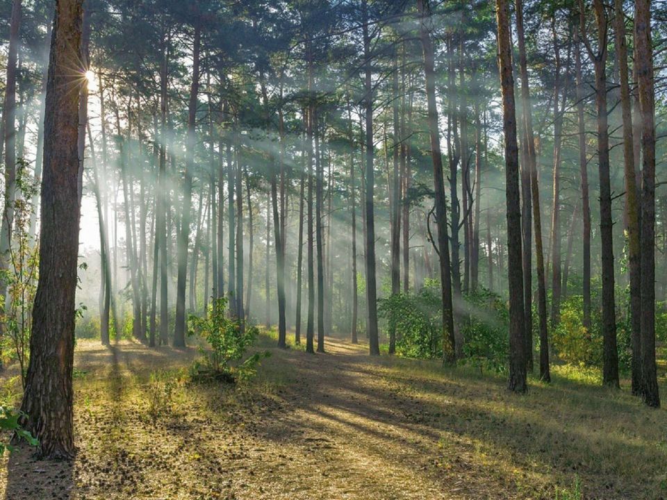 Природа вокруг