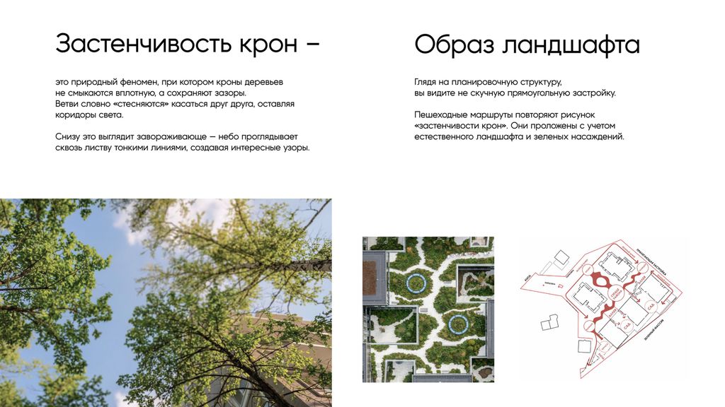 Мы почти никогда не смотрим на деревья снизу